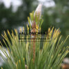 PINUS thunbergii ‚Ogon‘ en Novembre
