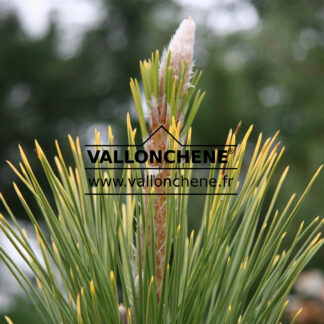 PINUS thunbergii 'Ogon'