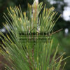 PINUS thunbergii ‚Ogon‘ en Novembre