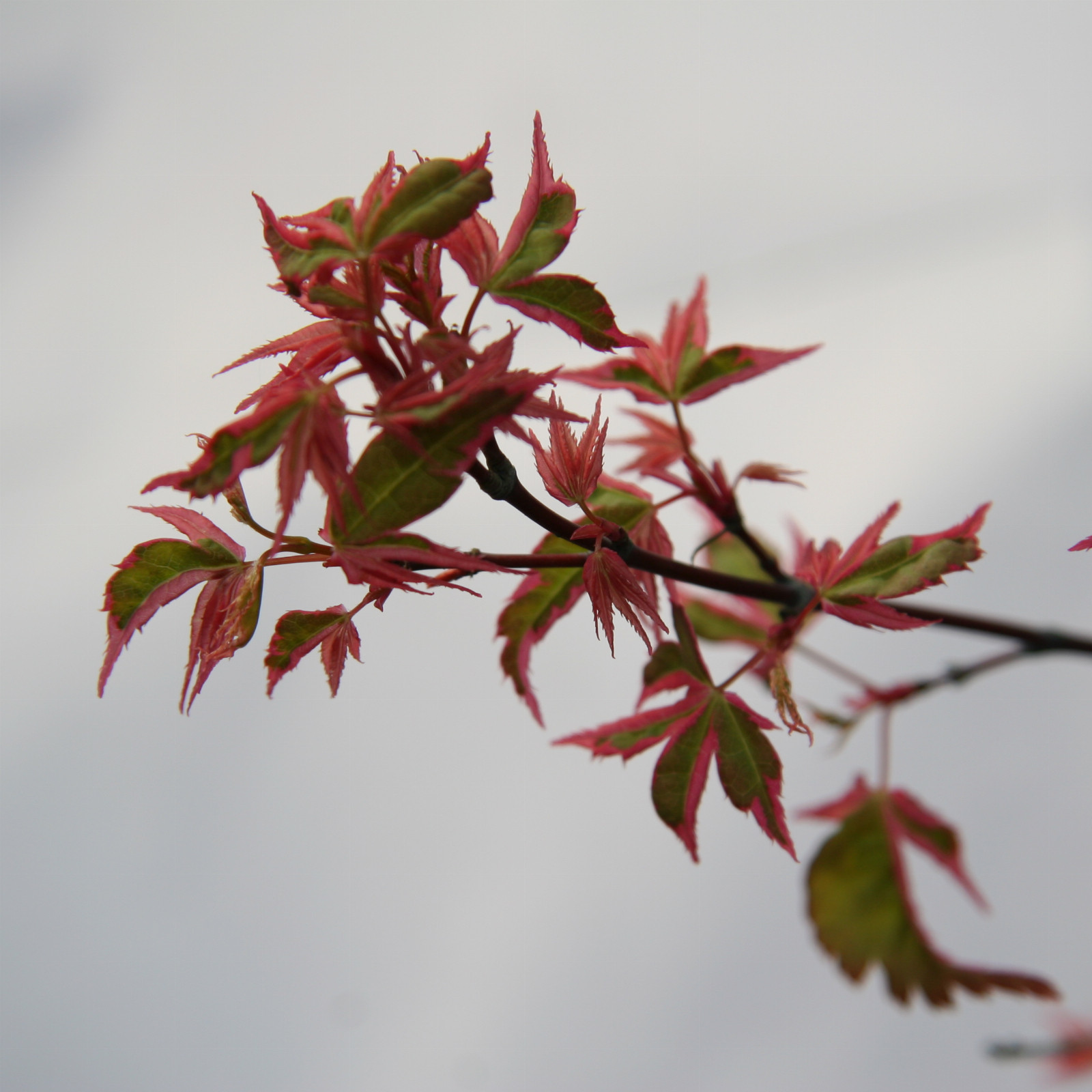 ACER palmatum 'Beni Shichihenge' en Mars