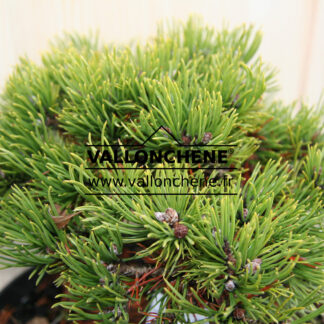 PINUS uncinata 'Grüne Welle' en Décembre