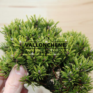 PINUS uncinata 'Jezek'