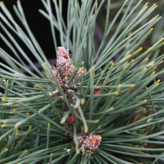 PINUS uncinata 'Leuco Like' en Mars