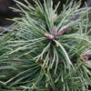 PINUS uncinata 'Paradekissen' en Janvier