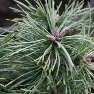 PINUS uncinata 'Paradekissen' en Janvier