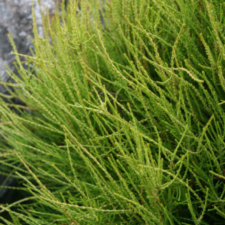 PLATYCLADUS orientalis 'Franky Boy' en Octobre