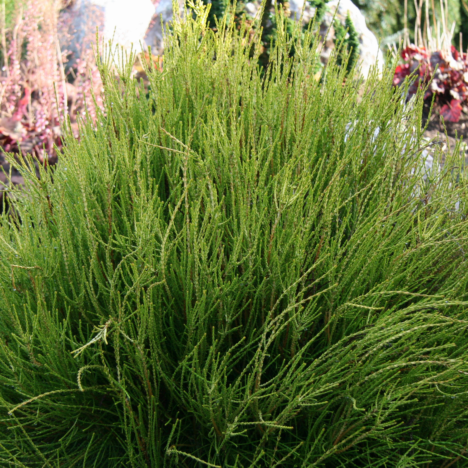 PLATYCLADUS orientalis 'Franky Boy' en Octobre