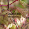 ACER palmatum ‚Beni Shigitatsu Sawa‘ en Avril