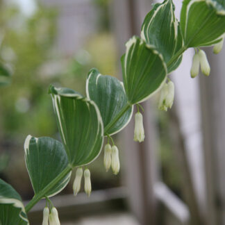 POLYGONATUM japonicum 'Variegatum' en Mai