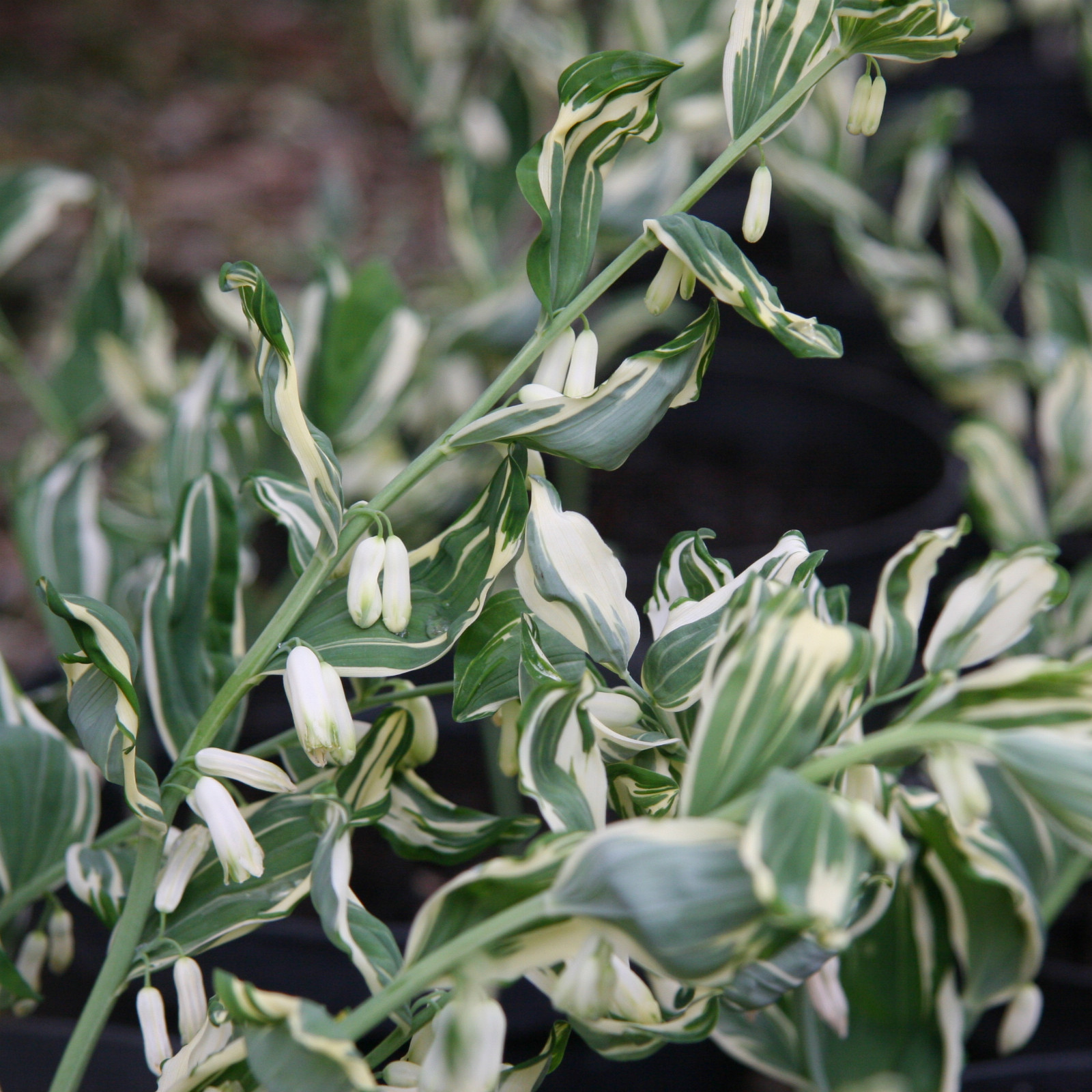 POLYGONATUM japonicum 'Variegatum' en Mai