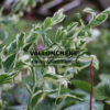 POLYGONATUM japonicum ‘Variegatum’ en Avril
