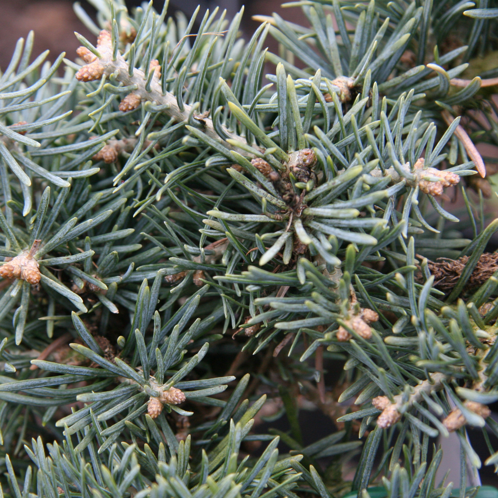 ABIES concolor ‚Masonic Broom‘ en Mars