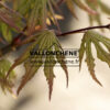 ACER palmatum ‚Beni Shigitatsu Sawa‘ en Avril