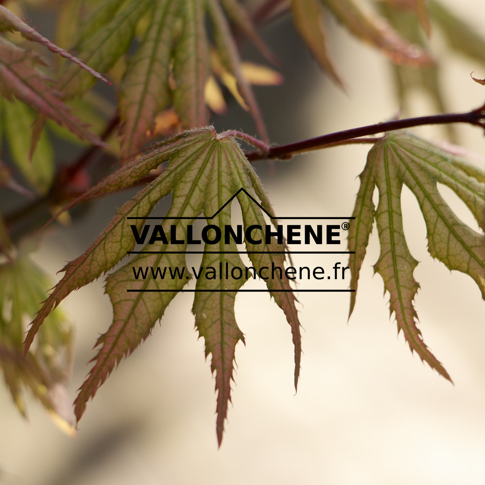 ACER palmatum ‘Beni Shigitatsu Sawa’ en Avril