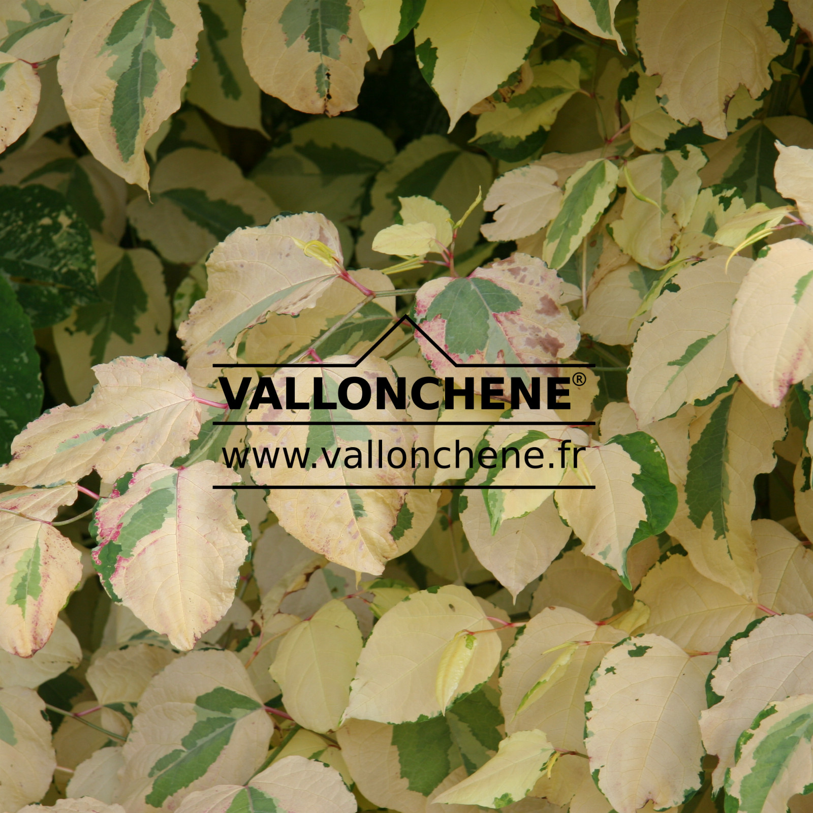 POLYGONUM japonicum 'Variegatum' en Juillet