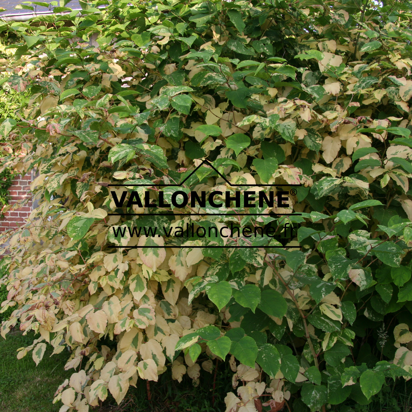 POLYGONUM japonicum 'Variegatum' en Juillet