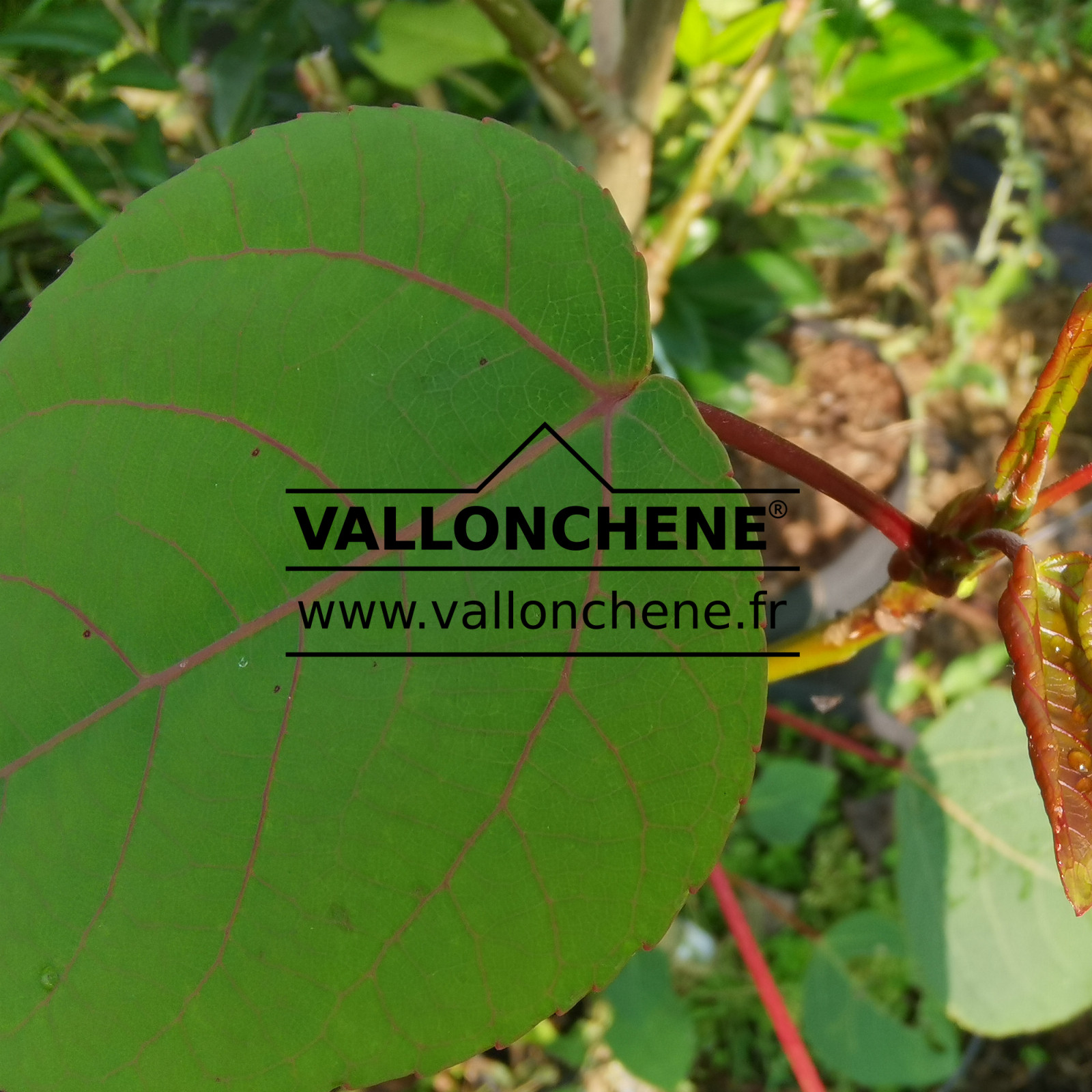POPULUS jacquemontii ‘Glauca’ en Septembre