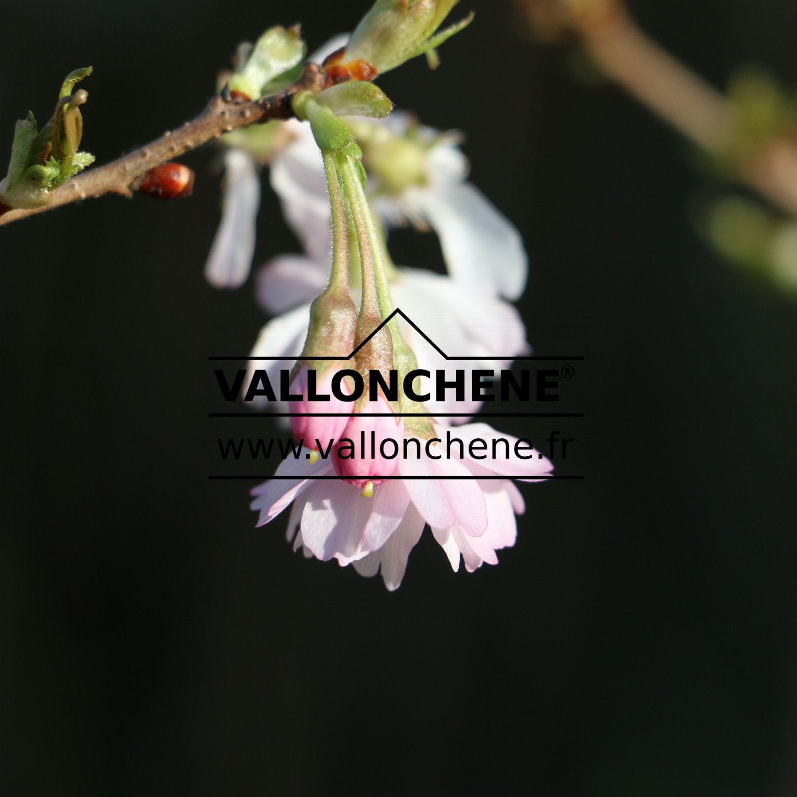 PRUNUS incisa ‚February Pink‘ en Mars