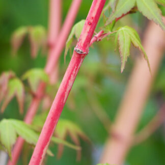 ACER palmatum 'Bi Hoo' en Avril