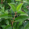PRUNUS lusitanica en Septembre