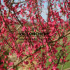 PRUNUS mume 'Beni-Chidori' en Mars