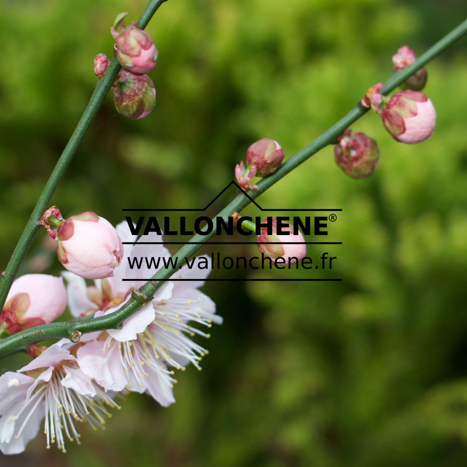 PRUNUS mume ‚Omoi-no-mama‘ en Mars