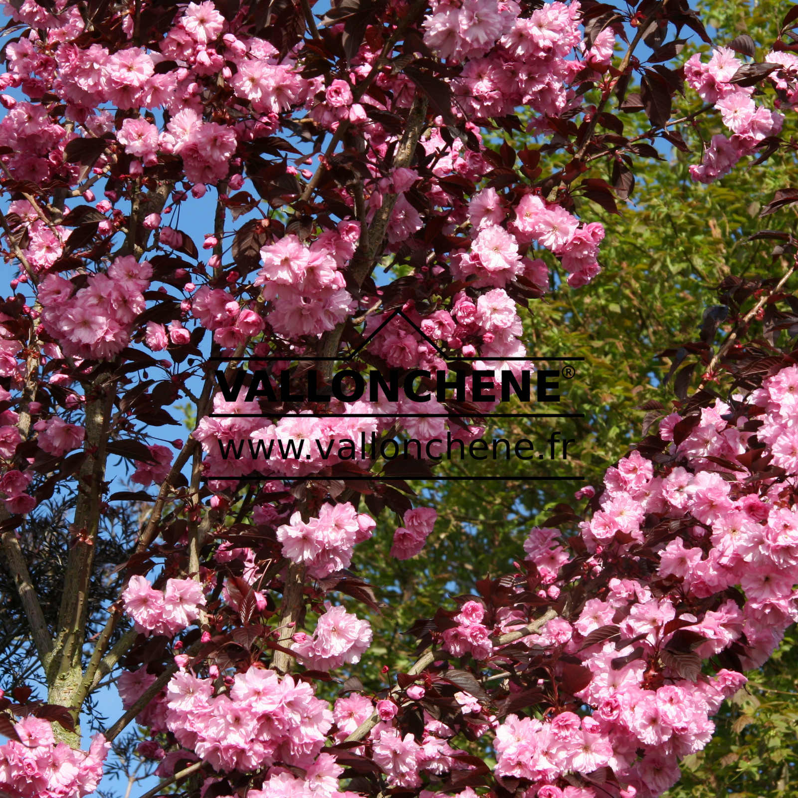 PRUNUS serrulata 'Royal Burgundy' en Mai