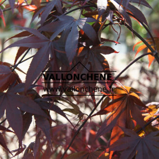 ACER palmatum 'Bloodgood' en Avril