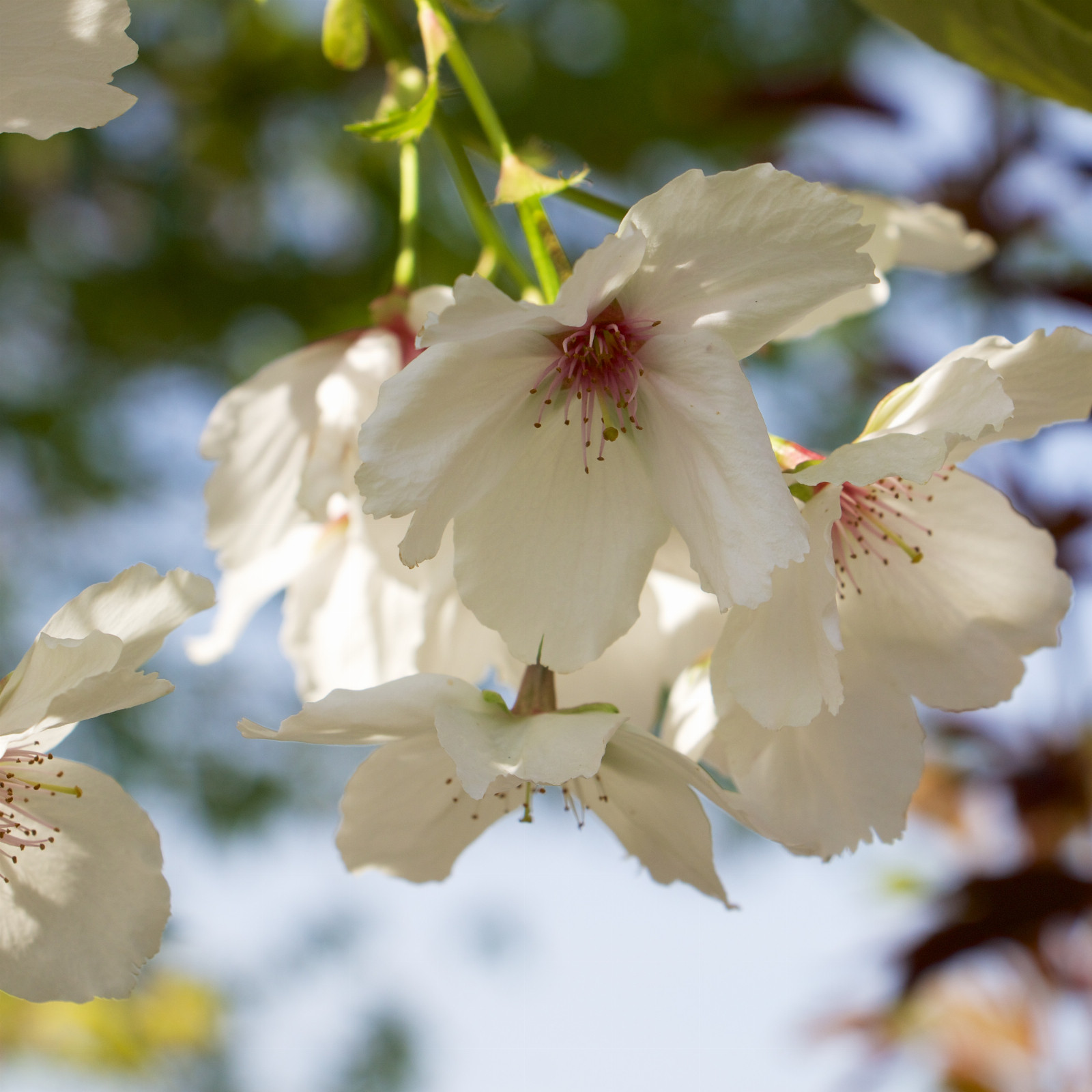 PRUNUS 'Tai-haku' en Avril