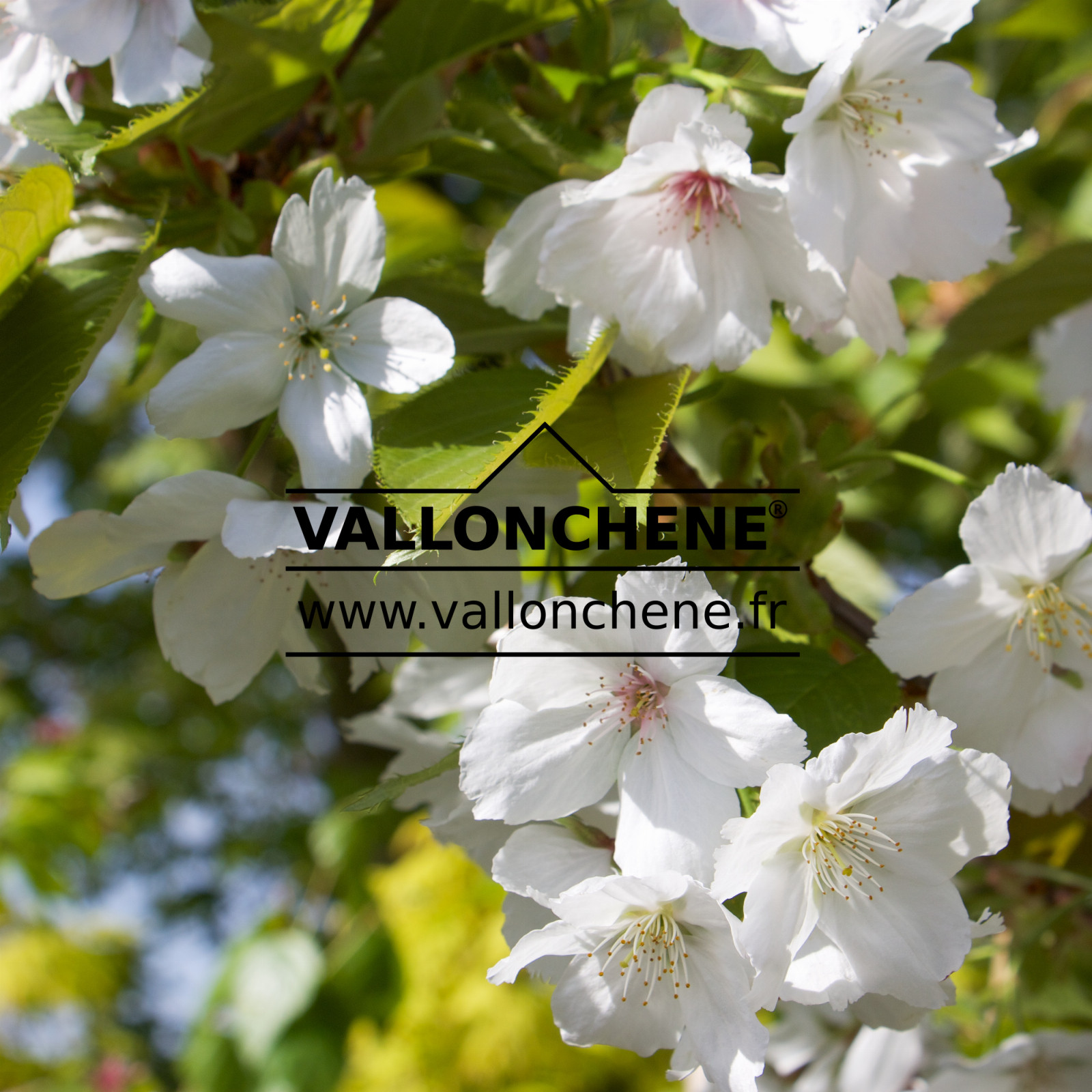 PRUNUS 'Tai-haku' en Avril