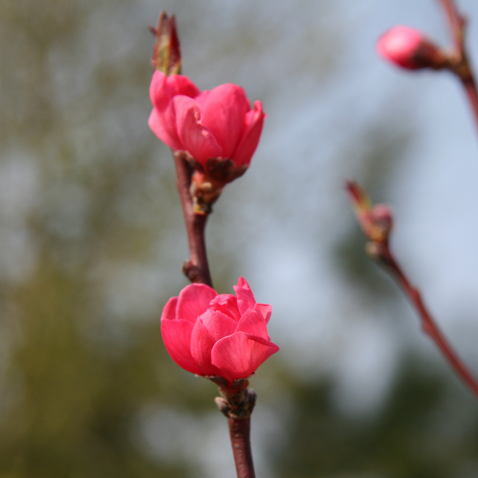 PRUNUS ‚Taoflora Red‘ en Mars