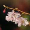 PRUNUS x subhirtella 'Autumnalis Rosea' en Mars