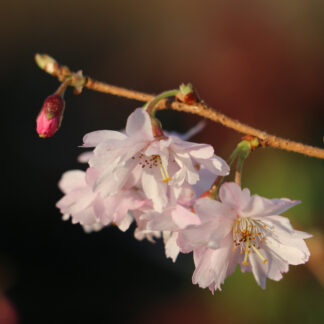 PRUNUS x subhirtella 'Autumnalis Rosea' en Mars