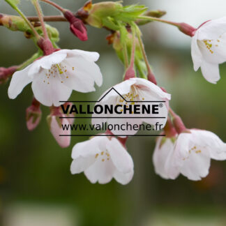 PRUNUS x yedoensis en Mars