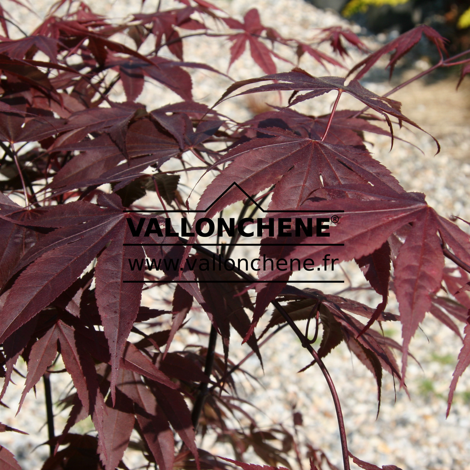 ACER palmatum ‚Bloodgood‘ en Avril