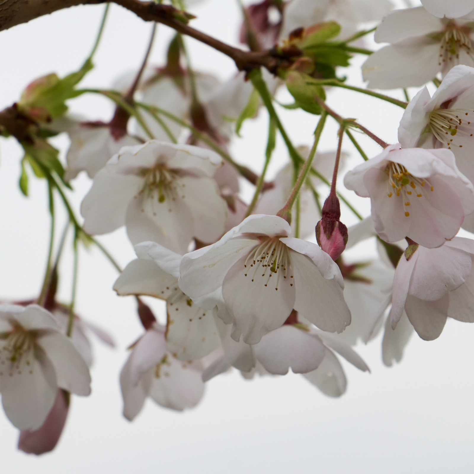 PRUNUS x yedoensis en Mars