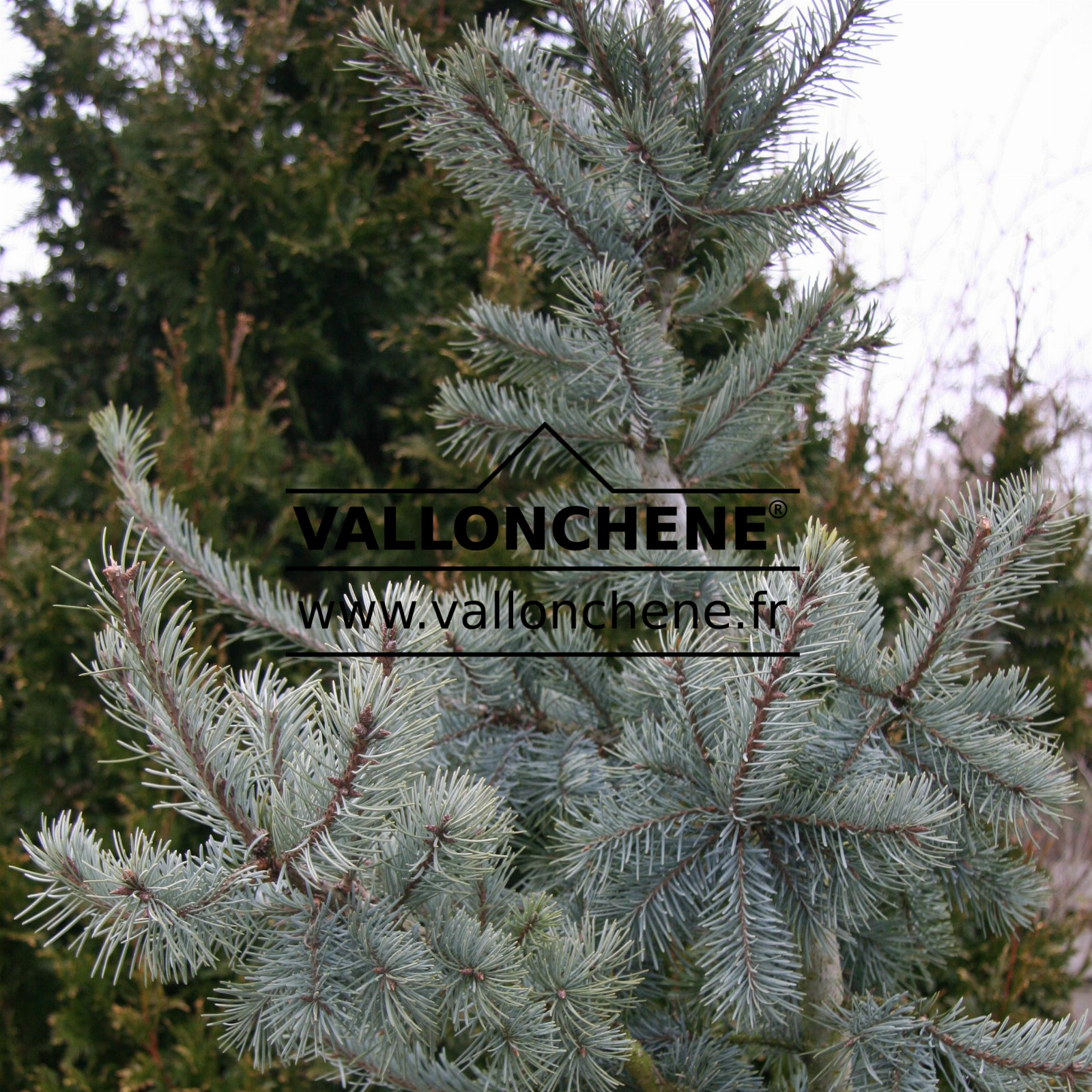 PSEUDOTSUGA menziesii 'Moerheimii' en Mars