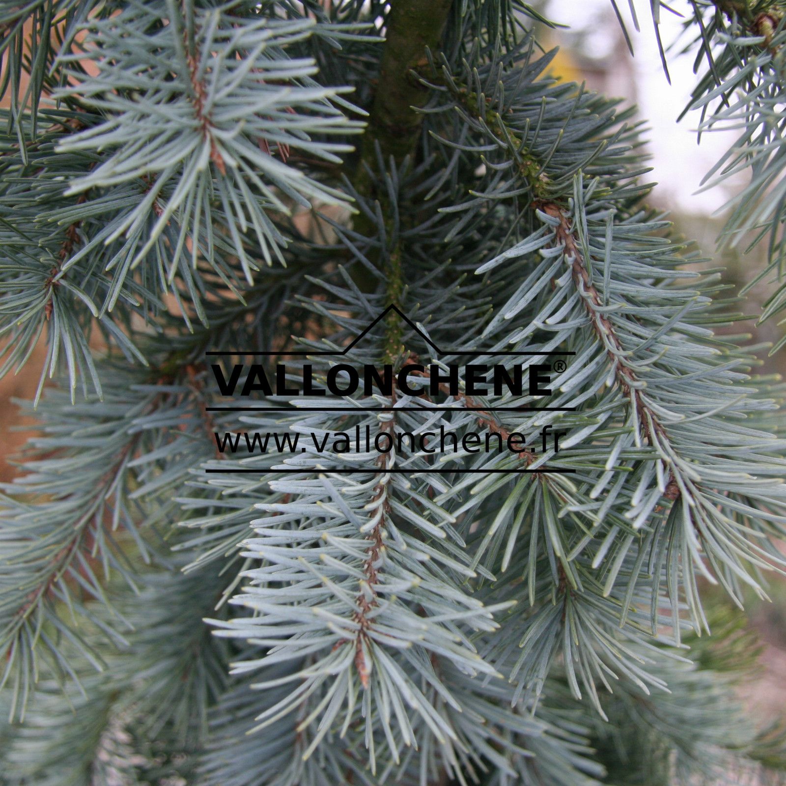 PSEUDOTSUGA menziesii 'Moerheimii' en Mars