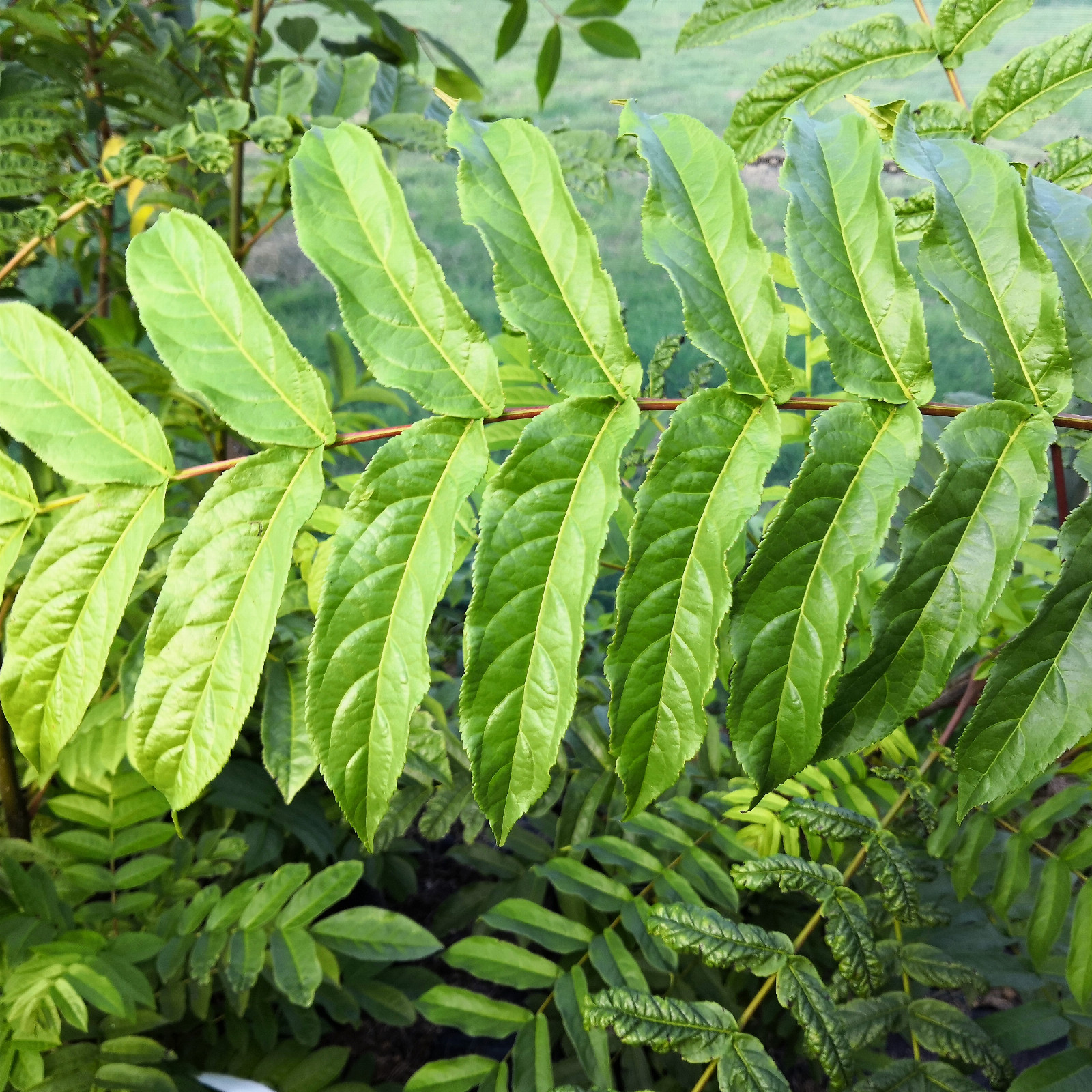 PTEROCARYA fraxinifolia en Août