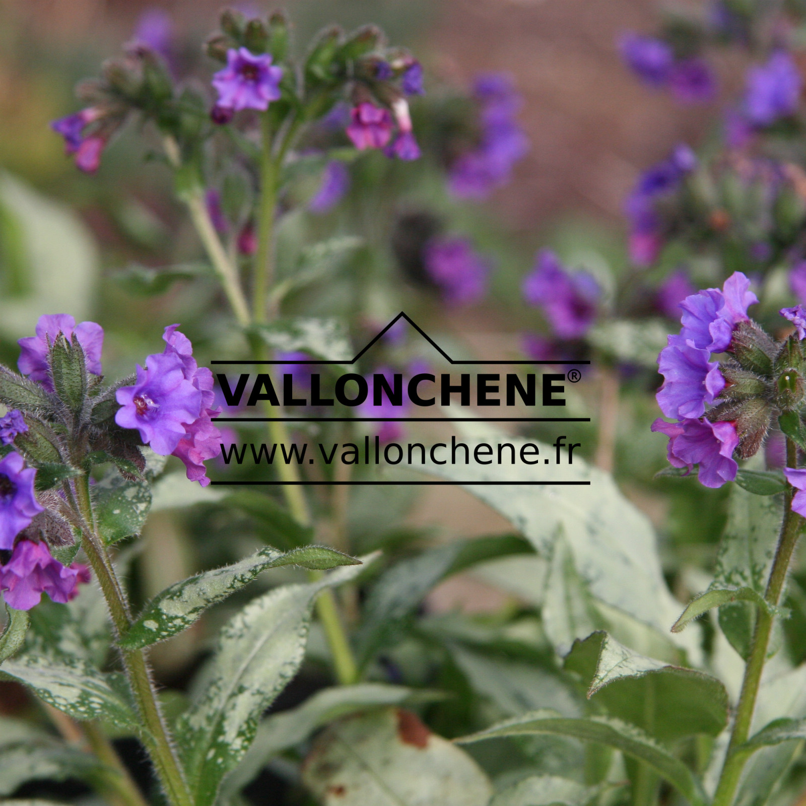 PULMONARIA angustifolia 'Argentea' en Mars