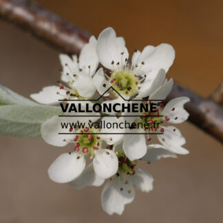 PYRUS salicifolia 'Pendula' en Avril