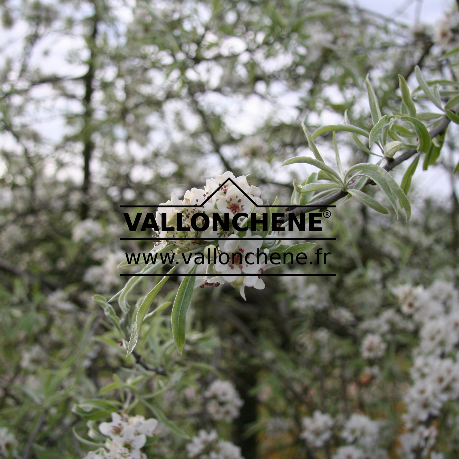 PYRUS salicifolia 'Pendula' en Mai