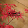 ACER palmatum ‚Chishio Improved‘ en Avril