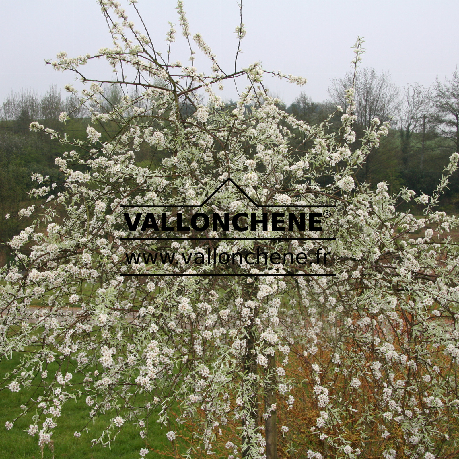 PYRUS salicifolia 'Pendula' en Mai