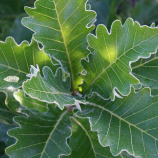 QUERCUS dentata 'Carl Ferris Miller' en Septembre