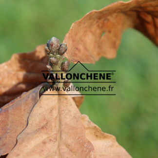 QUERCUS pondaim en Mars