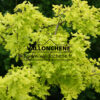QUERCUS robur 'Concordia' en Mai