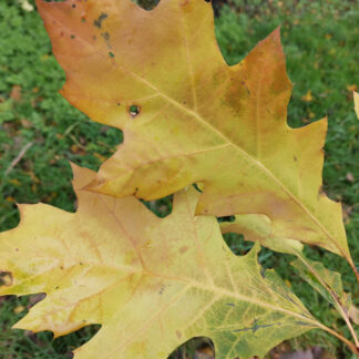 QUERCUS rubra 'Boltes Gold' en Octobre