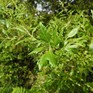 QUERCUS x hispanica 'Waasland Select' en Mai