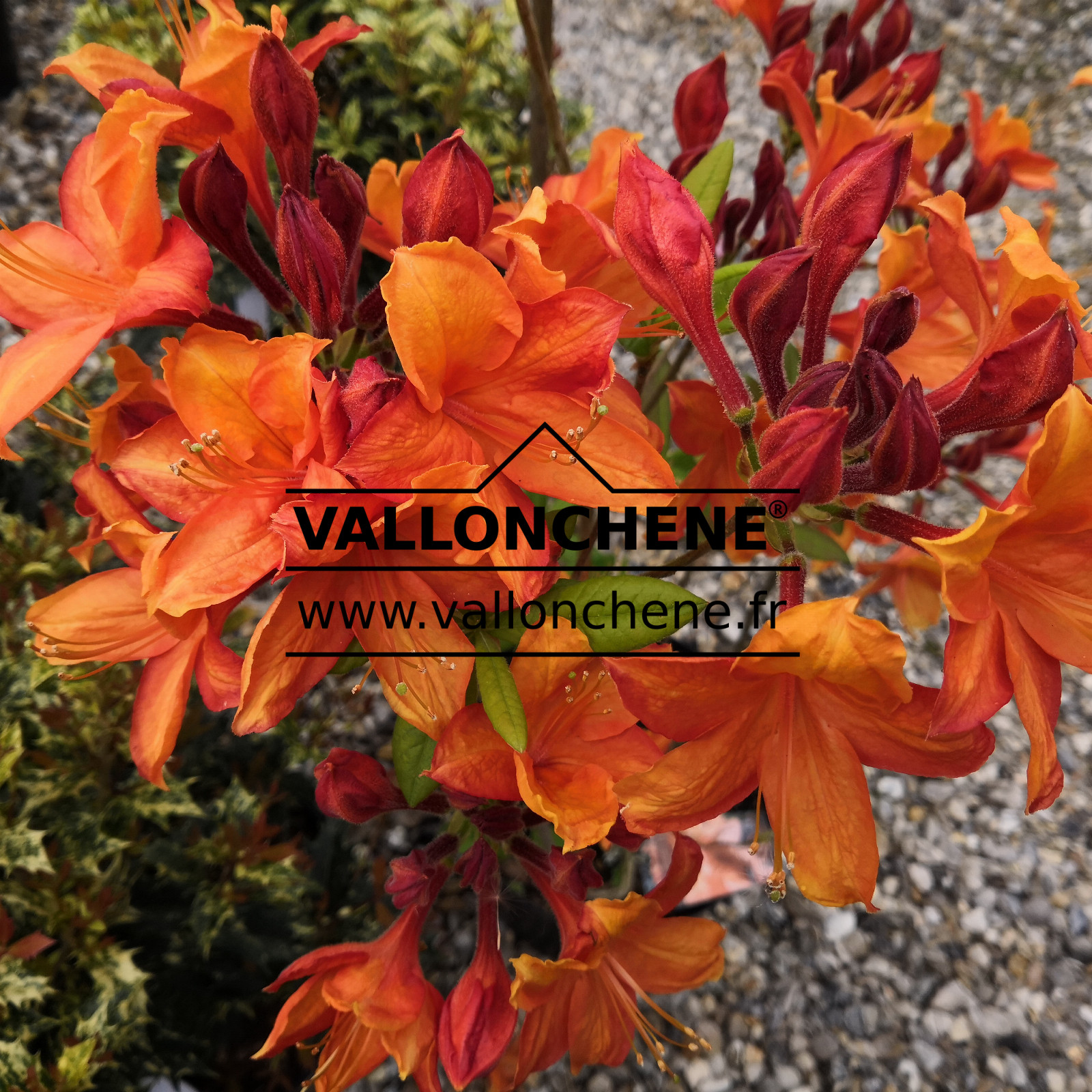 RHODODENDRON 'Glowing Embers' (Azalea) en Mai